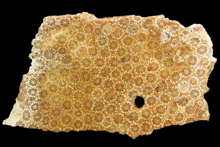Polished, Fossil Coral Slab - Indonesia #121931